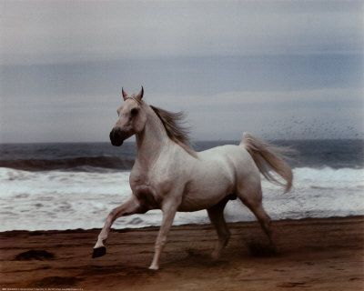 white-horse-on-beach-print-c10054610.jpg